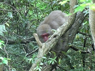 野生の猿
