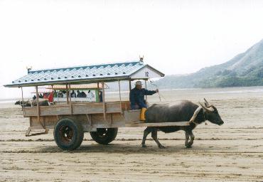 由布島への水牛車