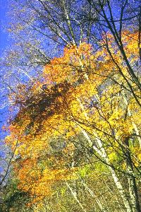 the Red leaves in Nishizawa