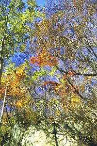 the Red leaves in Nishizawa