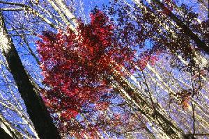 Red leaves