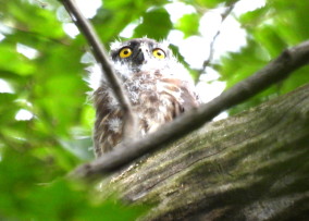 アオバズクのこども