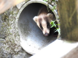 アナグマのこども