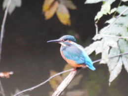 カワセミ：ぐんまこどもの国にて