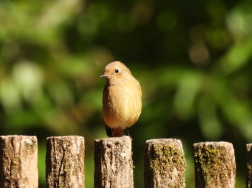 ジョービタキ：ぐんまこどもの国にて