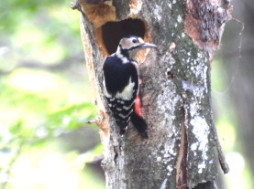 アカゲラ：ぐんまこどもの国にて