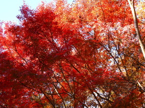 ぐんまこどもの国の紅葉