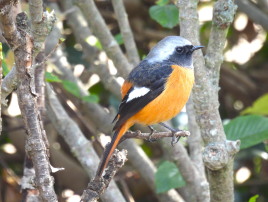 ジョウビタキ：ぐんまこどもの国にて