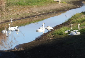 多々良沼に来た白鳥