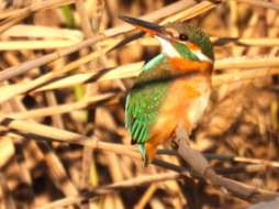 多々良沼のカワセミ