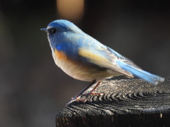 ルリビタキの雄：ぐんまこどもの国