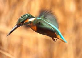 カワセミ：孫兵衛川にて