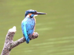 カワセミ