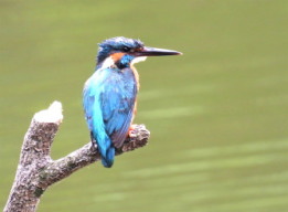 カワセミ：ぐんまこどもの国にて