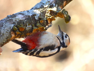 アカゲラ：ぐんまこどもの国にて