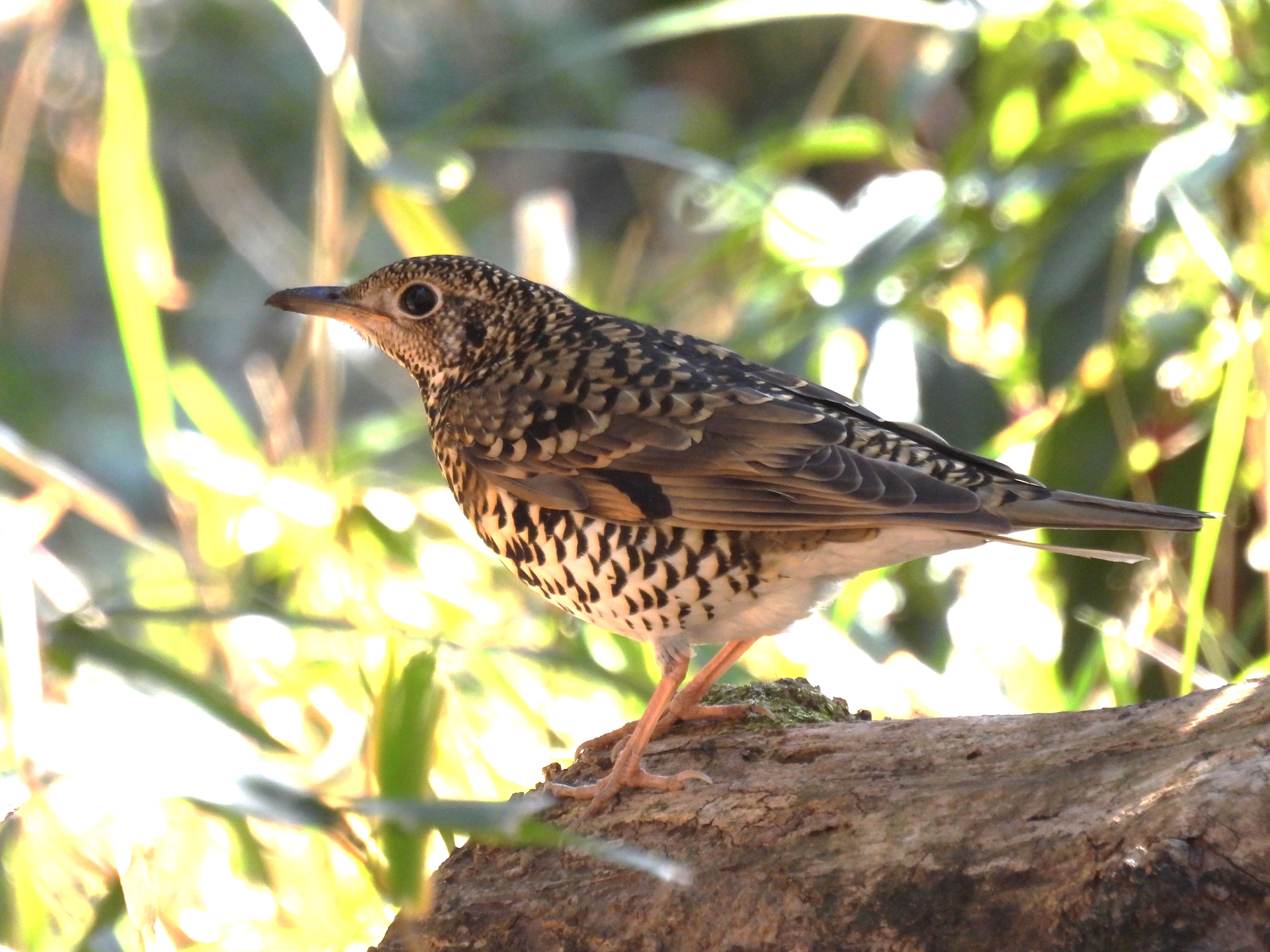 トラツグミ：金龍寺