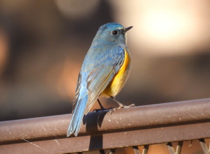 ルリビタキの雄：ぐんまこどもの国