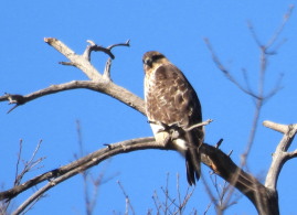 ノスリ：ぐんまこどもの国にて