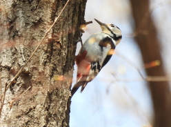 アカゲラ：ぐんまこどもの国
