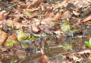 マヒワ：ぐんまこどもの国