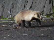 アナグマ