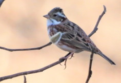 �z�I�W���F����܂��ǂ��̍�