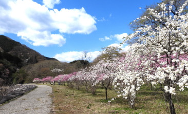 神戸駅花桃