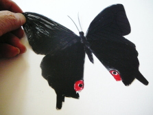 蝶を描く