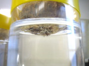 根に水が触れる程度