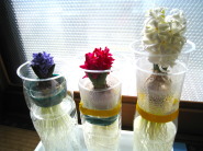 ヒヤシンスの花