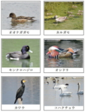 身近な野鳥カード