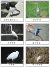 身近な野鳥