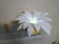 ランプシェード花