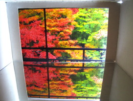 床に映る紅葉