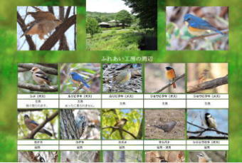 ふれあい工房の周辺の野鳥