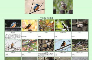 野鳥図鑑