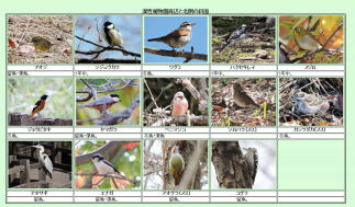 野鳥図鑑