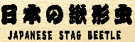 日本の鍬形虫