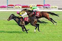 �n�[�c�N���C�����s�V���t�u