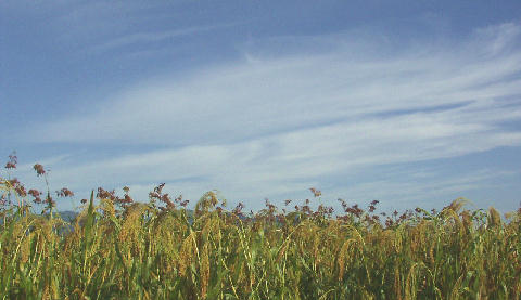 メール お問い合わせ ご意見はこちらから 電気農場