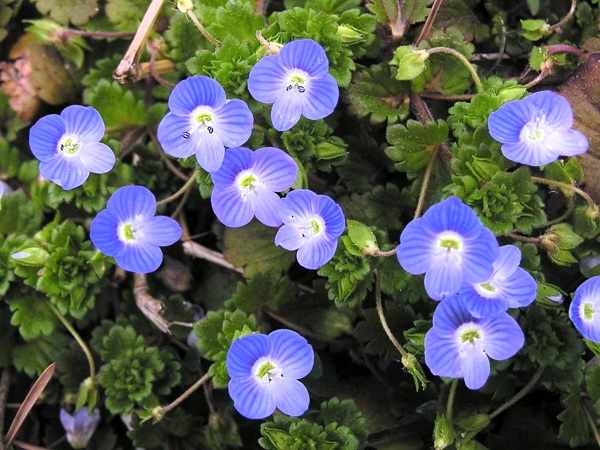 野草 名前の由来オオイヌノフグリ