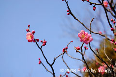 向島百花園にて 向島百花園にて