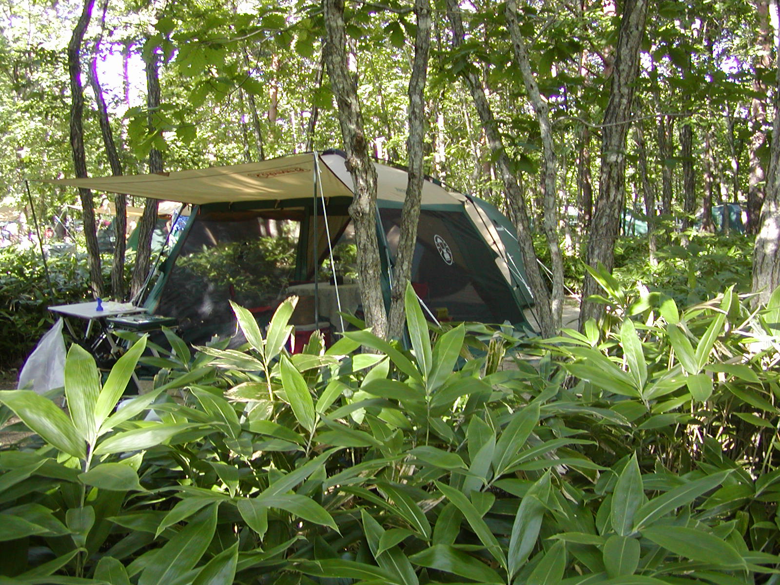 �H���΍������W�[�i�̐X�R�[���}���L�����v�O���E���h