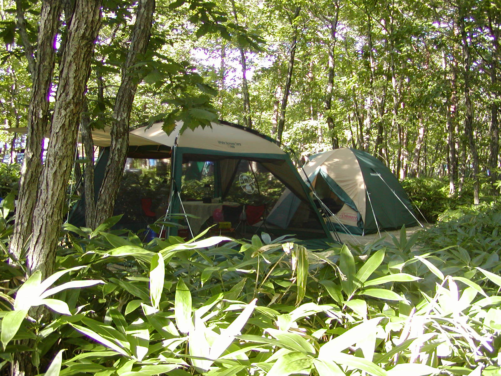 ���W�[�i�̐X�ɂĂQ