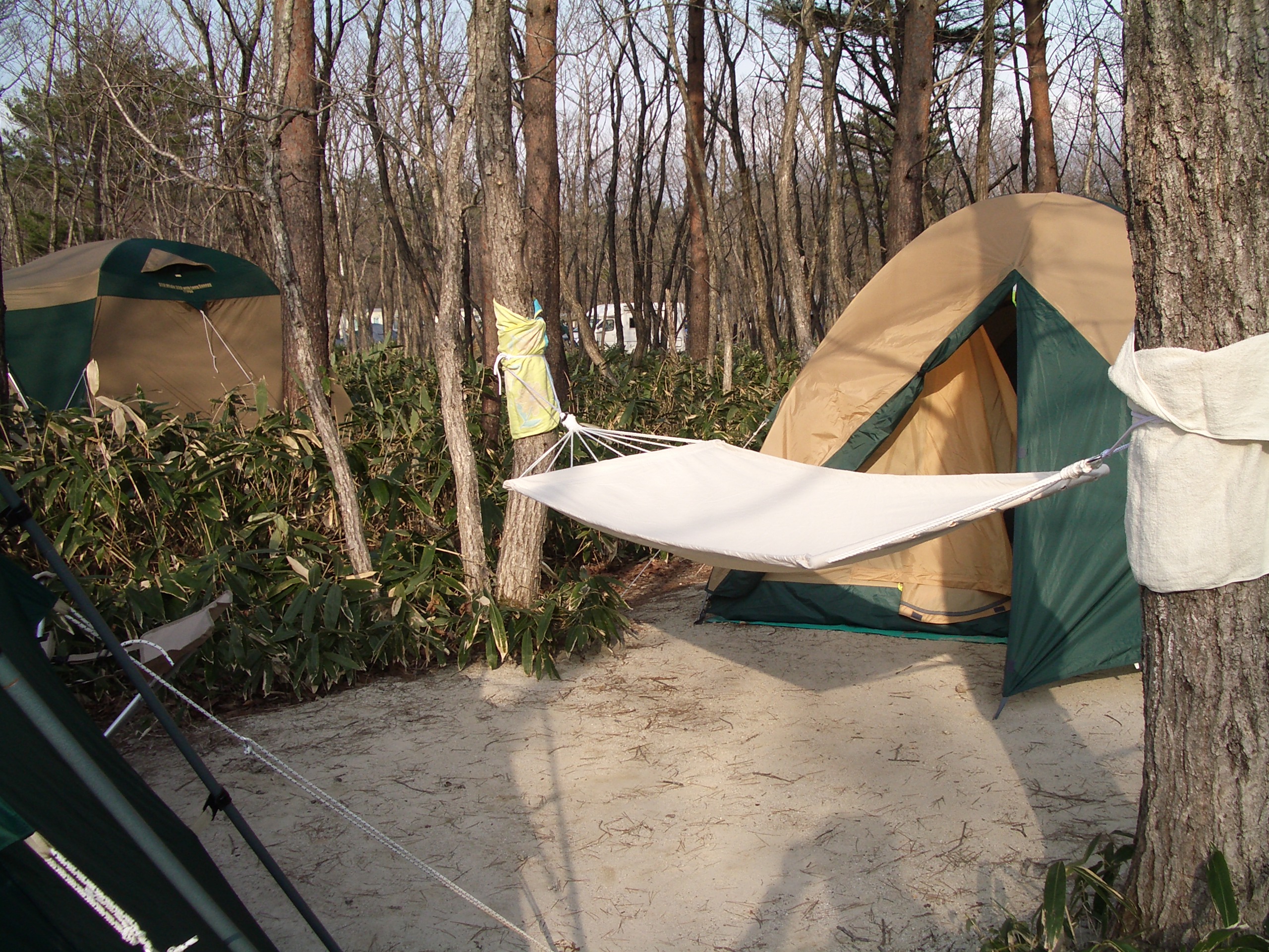 ���W�[�i�̐X�ɂ�