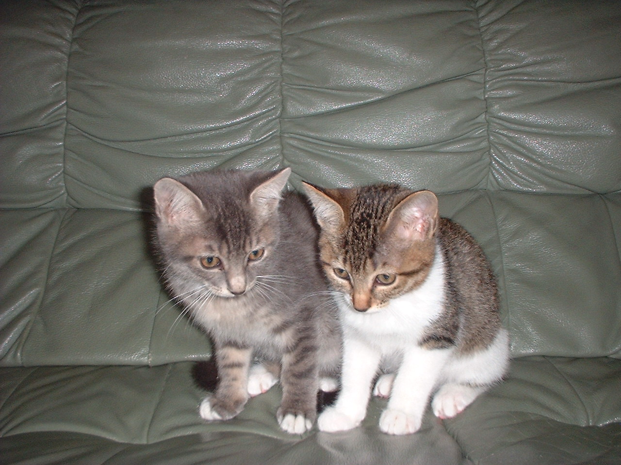 2003�N10����