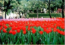 TULIP