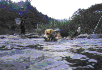 river1.gif