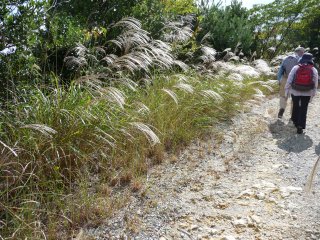 The road of Japanese pampas grass