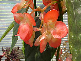 nagoya-agli_begonia12s.jpg^É_ƃZ^[EؗxSjA